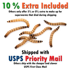 Live Superworms – FREE Shipping! Bulk, Grown Organic in Florida (50-2000) Large