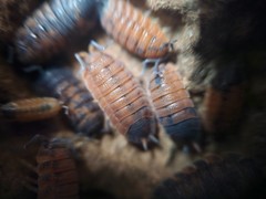 Porcellio Scaber Lava Isopods
