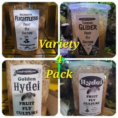 Fruit Fly Culture 4Pack Variety Live Flightless Turkish Gliders Golden and Hydei