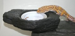 MagNatural Small Worm Feeder Ledge Granite – Pet-Tekk