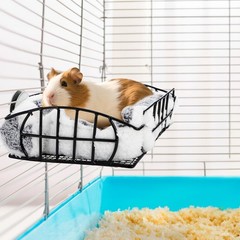 Rat Cage Platform Metal Basket Rat Hammock with Mat Hanging Chew Proof Squirr…