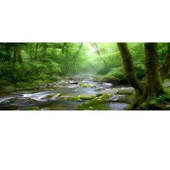 48×18 Inch Rainforest Terrarium Background – Deep Forest Tank Aquarium Backgr…