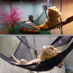 2 PACK Bearded Dragon Hammock Habitat Lizard Reptile Lounger Hanging Bed US NEW