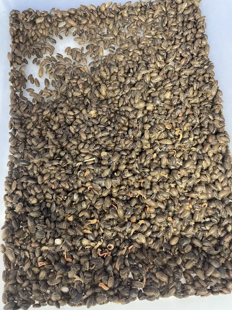 Mix Count Of Dubia Roaches