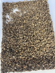Mix Count Of Dubia Roaches