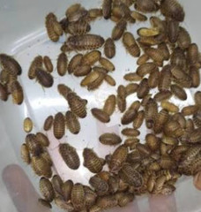 Reptile Feeder Bugs: 100 – 500 Large Dubia Roaches (3/4 – 7/8 in) Free Shipping