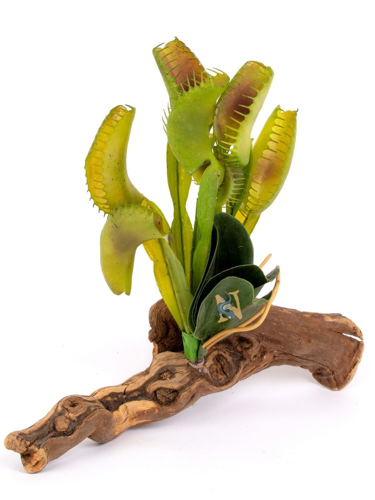 Venus Fly Trap on Driftwood Bearded Dragon Crested Gecko Reptile Lizard Snake…