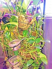 Corrugated Reptile hides For Arboreal Terrestrial Underground and Quarantining