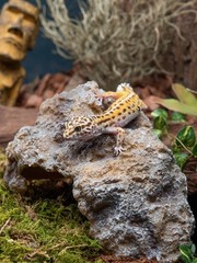 Reptile Hideout Cave Resin Simulation Rock Decor Turtles Lizards Bearded Dragons