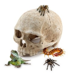 Aquarium Resin Skull, for Aquarium Decoration Reptile House Cave Family Daily…