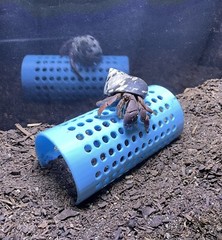 Hermit Crab Climbing Tunnel Ornament Hermit Crab Tank Decoration Toys Supplies
