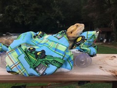 JOHN DEER PRINTS LRG ATTACHABLE RESTING BEIGE BED COVER 4 BEARDED DRAGON