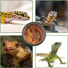 0.5Oz Crested Gecko Food and Water Feeding Cups, Reptile Feeder Bowls, Plastic R