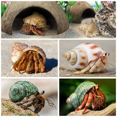 22 PCS Hermit Crab Supplies Natural Coconut Shell Hut Shells Plants