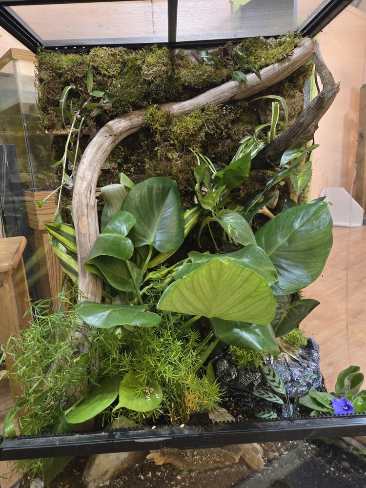 CUSTOM BIOACTIVE CRESTED GECKO ENCLOSURE