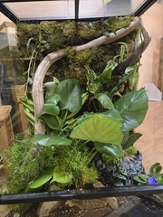 CUSTOM BIOACTIVE CRESTED GECKO ENCLOSURE