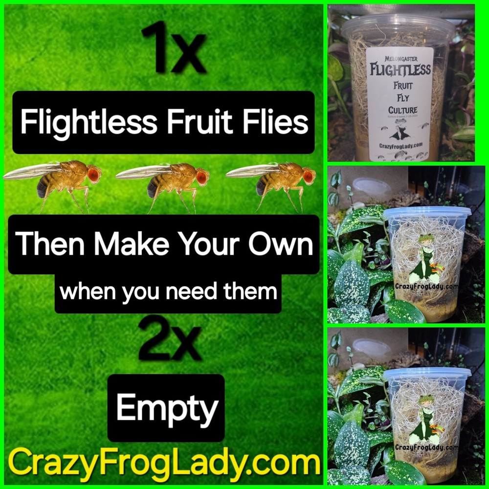 Fruit Fly Culture Flightless 1 and 2 EMPTY Lizard And Dart Frog Food Live