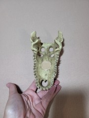 Medium Crocodile Skull For Snake Tank, Reptiles, Iguanas, New