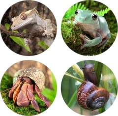 Reptile Hide – Multifunctional Hides with Suction Cup, Resin Caves for Gecko,…