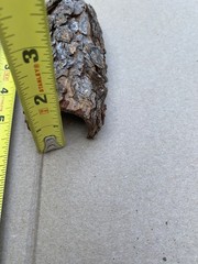 Reptile Terrarium Basking Climb and Shelter- Real Bark set of 2