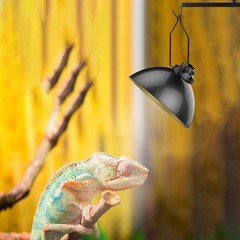 6 Pcs Reptile Light Fixing Clip Clips Lamp for Reptiles Climbing Pets Clamps