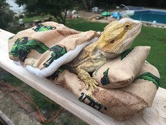JOHN DEER PRINTS LRG RESTING BEIGE BED COVERS ONLY NO FRAME BED 4 BEARDED DRAGON