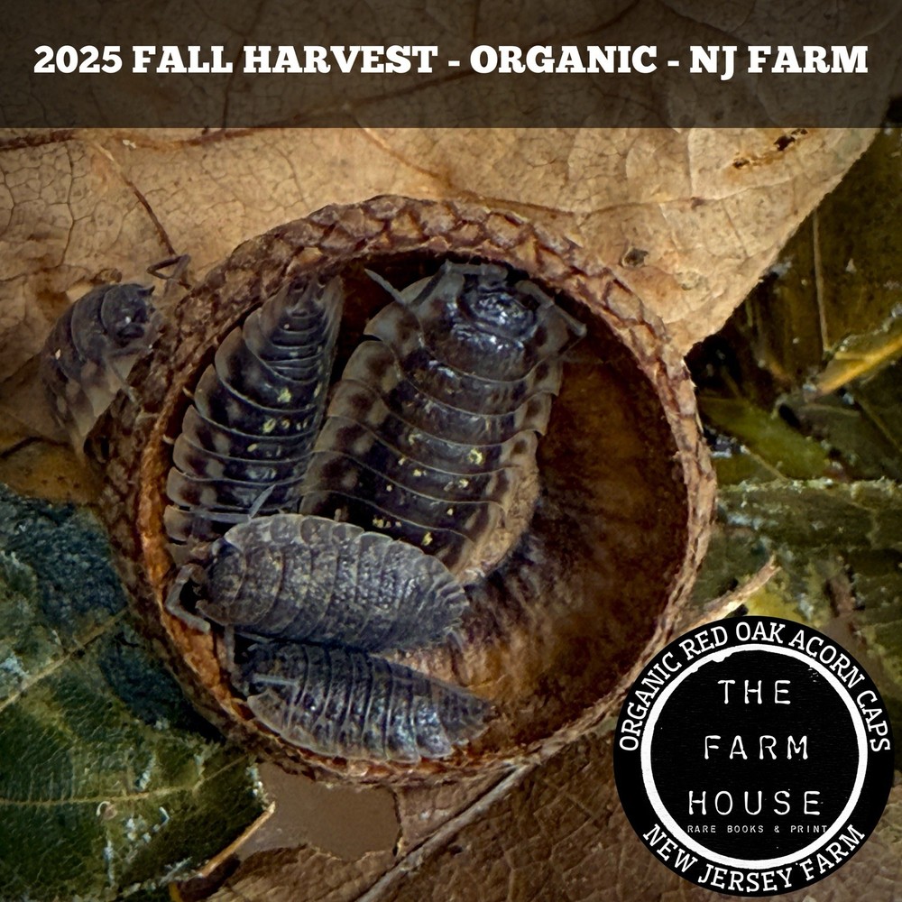 100+ ACORN CAPS (1/4 LB) -2X STERILIZED -FOR ISOPODS, TERRARIUM -ORGANIC NJ FARM