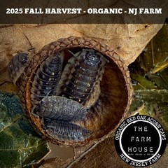 100+ ACORN CAPS (1/4 LB) -2X STERILIZED -FOR ISOPODS, TERRARIUM -ORGANIC NJ FARM