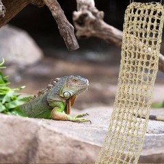 3 Pieces Bearded Dragon Hammock Reptile Hammock Lizard Climbing Lounger with …