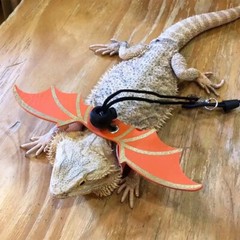 Bearded Dragon Leash Harness, 3 Size Pack Pink Leather Wing Lizard Harness
