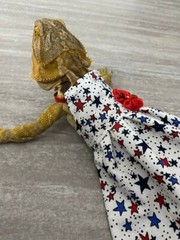 Bearded Dragon Patriotic Dress