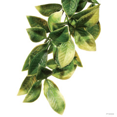 Exo Terra Terrarium Plastic Jungle Plant Mandarin Small