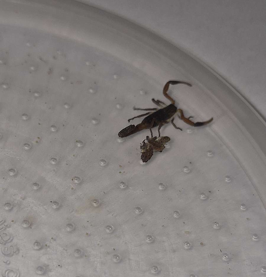 Hottentotta Hottentotta (2nd/3rd Instar Scorpling) – 1ct