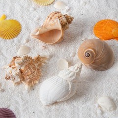4 PCS Large Hermit Crab Shells 2~3.5Inch Natural Hermit Crab Shells 1~1.5Inch Op