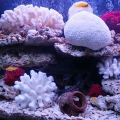 Besimple Pack of 2 Artificial Coral Ornament, Aquarium Resin Coral Decor Unde…
