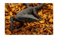ReptiChip Compressed Coconut Chip 3 Pack of 72 Quart Coco Husk Reptile Substr…