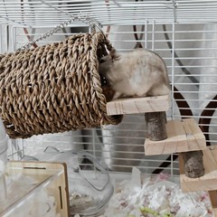 Hamster Climbing Ladder Wood Stair Hanging Hammock Set Molar Toys Cage