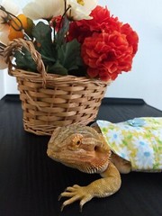 Bearded dragon Yellow Floral Dress MADE IN USA, L, M, S