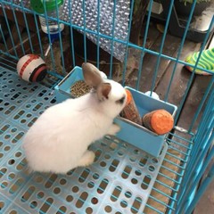 8 Pcs Rabbit Cage Mats Plastic Feet Pads Floor Mat for Cats Dogs Bunny Hamster
