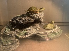 zmgmsm Turtles Aquarium Accessories Turtles bask Dock Turtles Climb Platform …