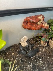 Magnetic Rock Ledges For Terrariums And Cages (Limited Edition) Medium LAVA