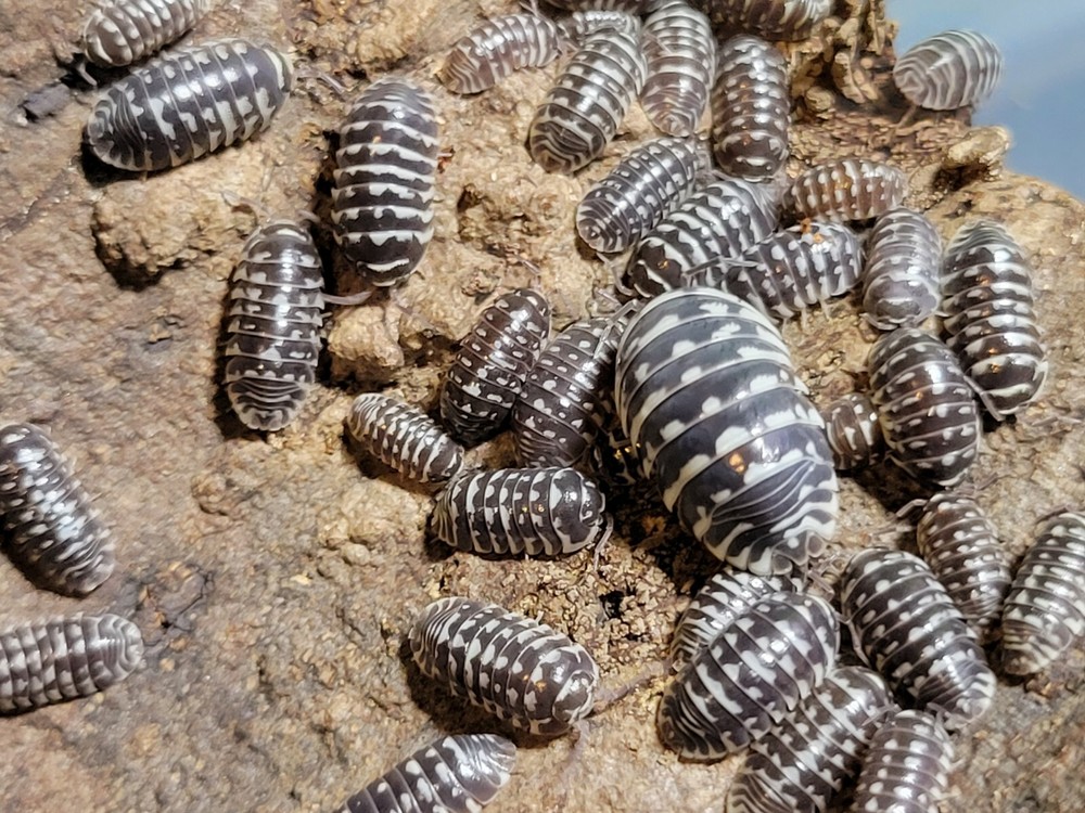 10 ct Armadillidium Maculatum Spot live isopods