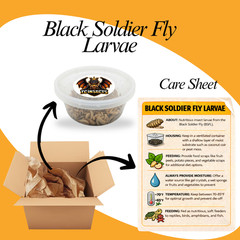 500 Black Soldier Fly Larvae Live Feeder Insects for Reptiles & Amphibian