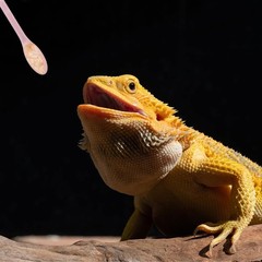 2 Pack Reptile Feeding Spoon-Long Handle Stirring Tool for Gecko, Bearded Dragon