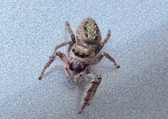 Mystery Jumper – Jumping Spider Random Species – Buy2Get1Free