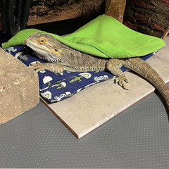 Bearded Dragon Tank Accessories, Reptile Bedding Hammock Soft Fabric Warm Sleepi