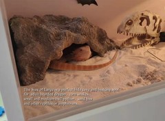 Reptile Simulation Rock Hideouts Cave Amphibian Hides Resin Habitat Decor Shelte