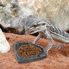 2 Pack Gray Reptile Water Dish Food Bowl with Tongs and Shovel