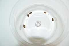 Reptile Feeder Bugs: 75 – 1000 Extra Small Dubia Roaches w/ Free Shipping