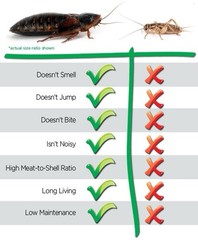 Dubia Roaches 100 Medium 1/2-3/4 in. Hand Count All Orders Plus 15%Over Count.